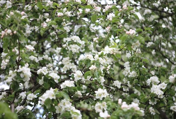 Apfelblüte im Frühling — Stockfoto