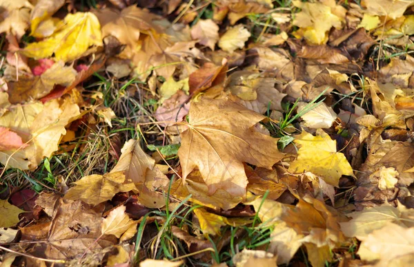 Tappeto di acero giallo in autunno — Foto Stock