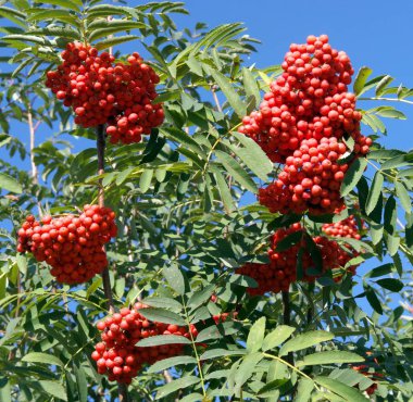 Kuru ve güneşli bir günde Ashberry 