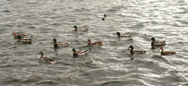 Enten auf dem Wasser — Stockfoto