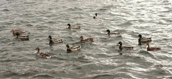 Ducks on water — Stock Photo, Image