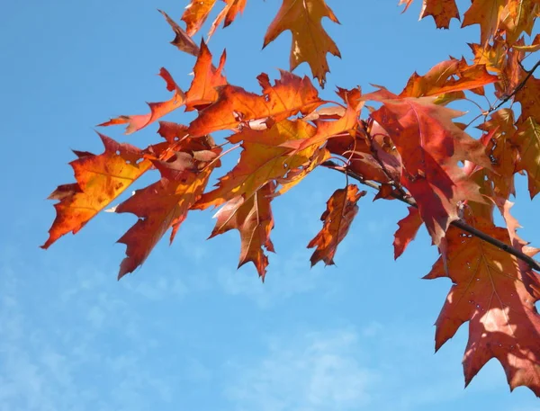 Rode esdoorn in de herfst op droge dag — Stockfoto