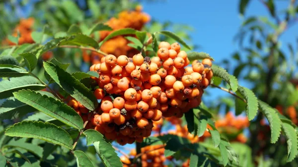 Ashberry à la journée sèche ensoleillée — Photo