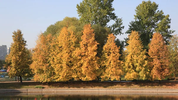 Şehir parkı altın yağmuru — Stok fotoğraf