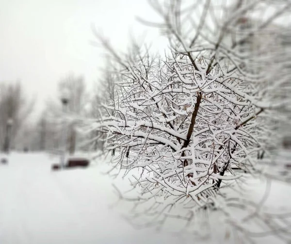 Stadtpark nach Schneefall am Tag — Stockfoto