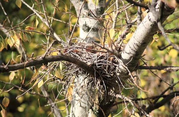 Nid convolute sur l'arbre — Photo