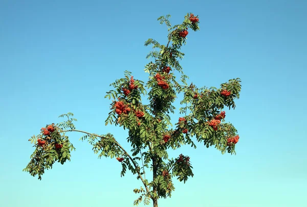 Arándano en día soleado seco — Foto de Stock