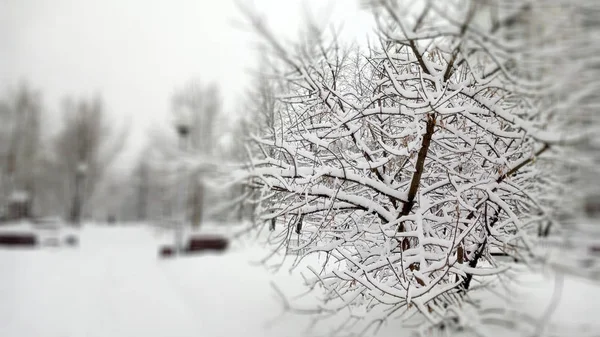 Městský park po sněžení ve dne — Stock fotografie