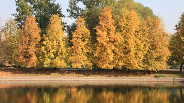 Şehir parkı altın yağmuru