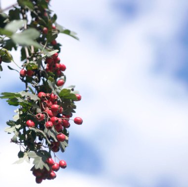 kırmızı dut, Kuru güneşli bir gün
