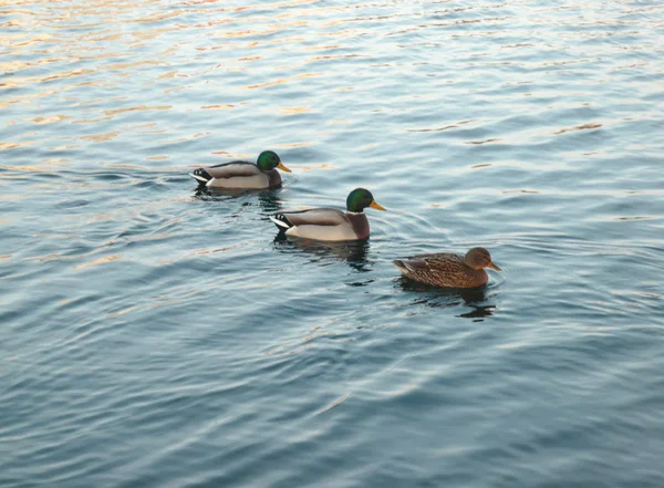 Enten auf dem Wasser bei trockenem Wetter — Stockfoto