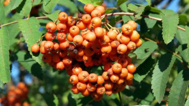 Kuru ve güneşli bir günde Ashberry 