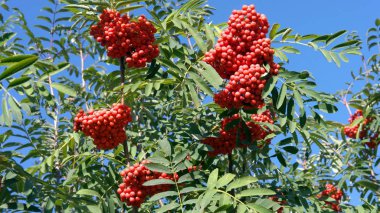 Kuru ve güneşli bir günde Ashberry 