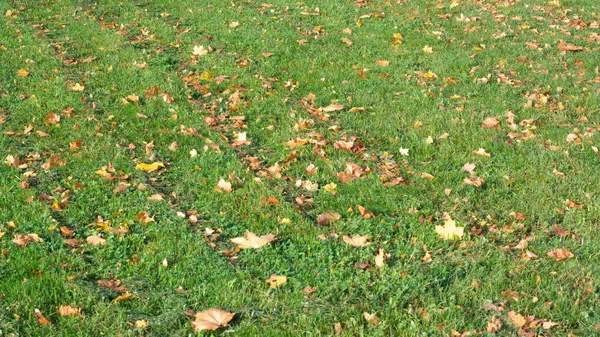 Feuilles d'érable jaunes sur herbe — Photo