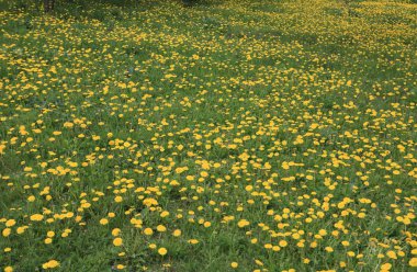 karahindiba bahar kuru gün