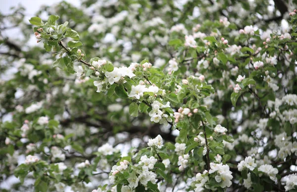 Квітка Яблука навесні — стокове фото