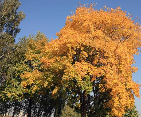 Hojas de arce amarillo en el árbol —  Fotos de Stock