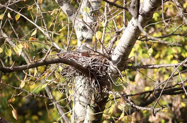 Выворотное гнездо на дереве — стоковое фото