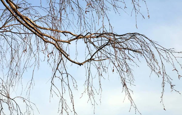 Branch of birch — Stock Photo, Image