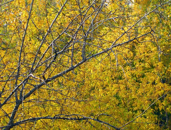 Bouleau à l'automne par temps sec — Photo