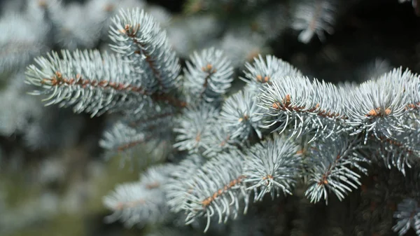 Fir tree at dry day — Stock Photo, Image