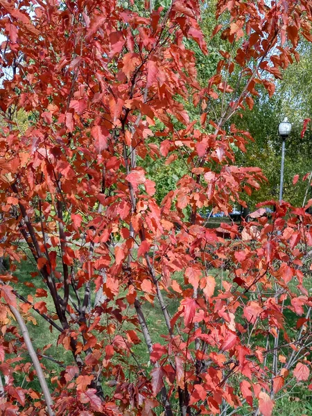 Hojas de roble rojo en otoño — Foto de Stock