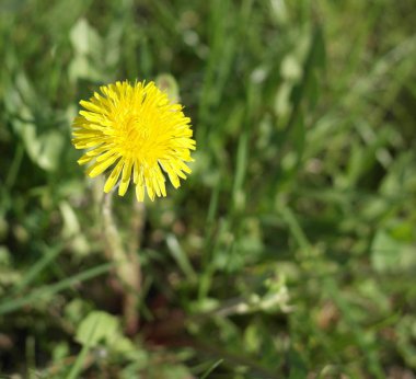 karahindiba bahar kuru gün