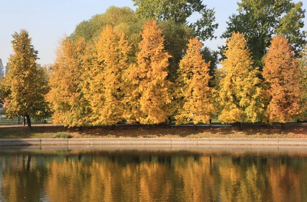 Şehir parkı altın yağmuru — Stok fotoğraf