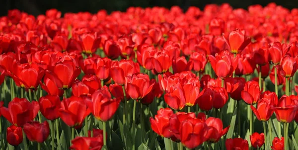 Red tulip at spring — Stock Photo, Image