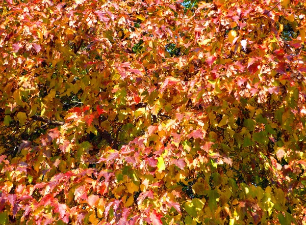 Birch at autumn — Stock Photo, Image