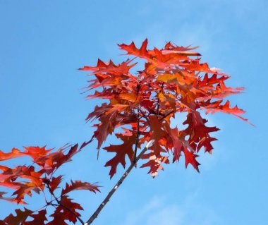 kırmızı akçaağaç sonbahar