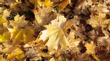 Sonbaharda sarı akçaağaç halısı 