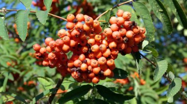 Kuru ve güneşli bir günde Ashberry 