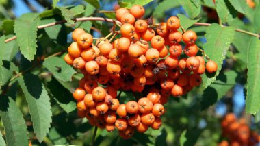 Kuru ve güneşli bir günde Ashberry 