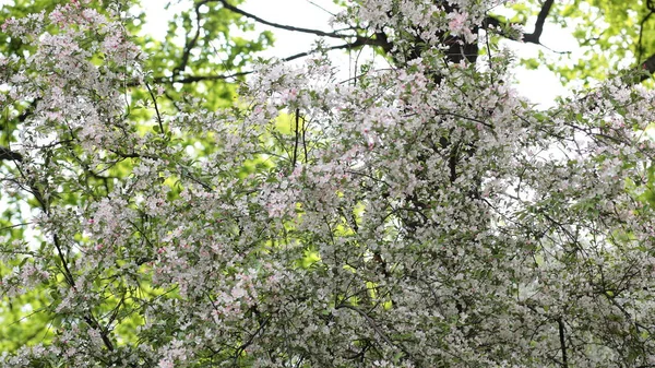 Flor de cerezo — Foto de Stock