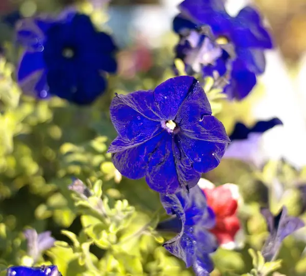 Blue flower Campanula ad dry sunny day — Stock Photo, Image