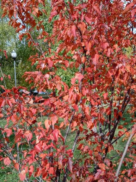 Röda eklöv på hösten — Stockfoto