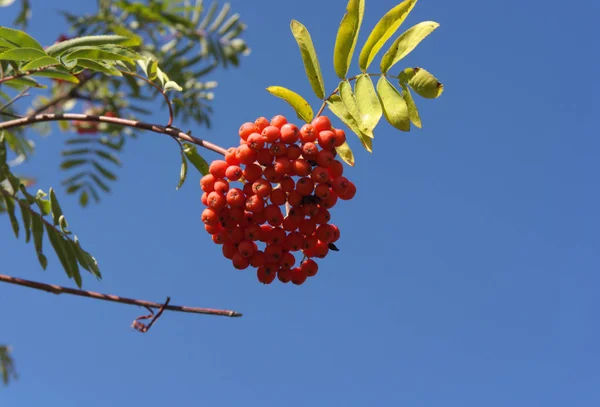 Ashberry σε ξηρή ηλιόλουστη μέρα — Φωτογραφία Αρχείου