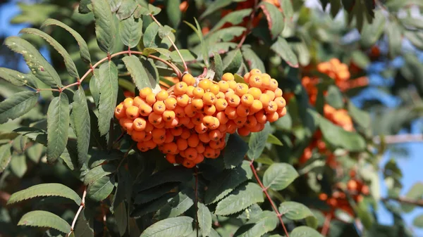 Ashberry at dry sunny day — Stock Photo, Image