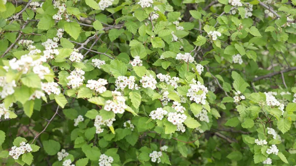 Cherry-tree flower — Stock Photo, Image