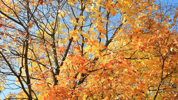 Желтые листья на дереве — стоковое фото