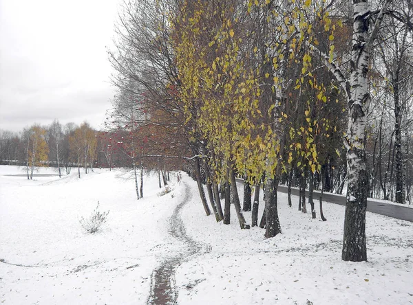 Cedo derretendo neve — Fotografia de Stock