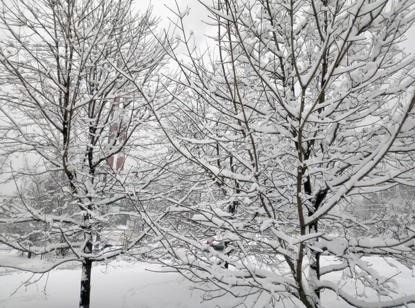 Parque da cidade após a queda de neve no dia — Fotografia de Stock