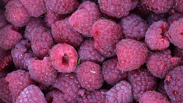 Many raspberry at day — Stock Photo, Image