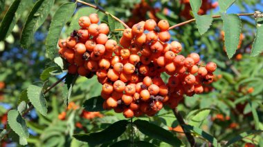 Kuru ve güneşli bir günde Ashberry 