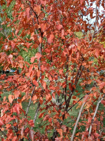 Feuilles de chêne rouge à l'automne — Photo