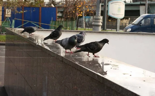 Colombe sur parapet de granit — Photo