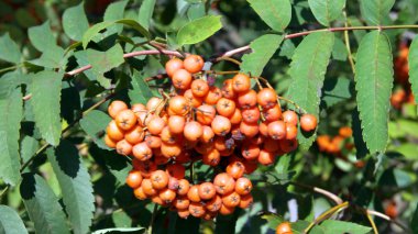 Kuru ve güneşli bir günde Ashberry 