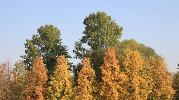 City park in gold fall — Stock Photo, Image