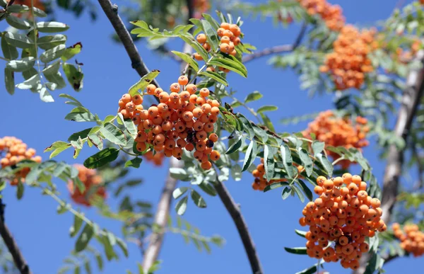 Ashberry with leafs on sky background, september — Stock Photo, Image